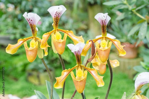 Fototapeta Paphiopedilum