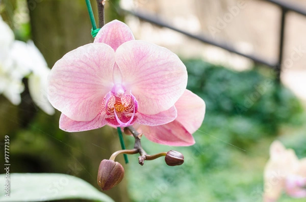 Obraz Pink orchid