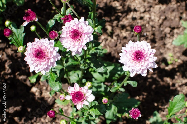 Obraz Pink Chrysanthemum