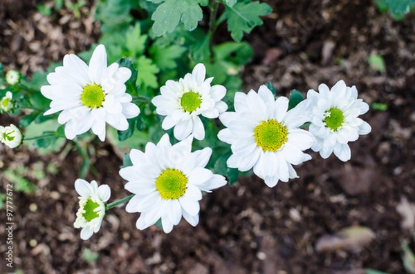 Fototapeta White Chrysanthemum