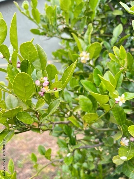 Fototapeta Trees flower ladybug 