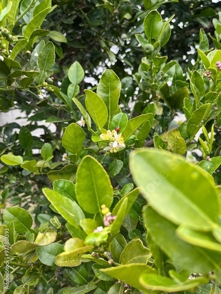 Obraz Ladybug in flower 