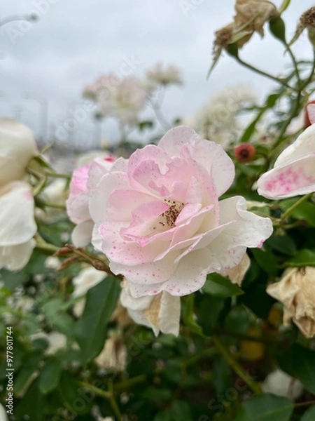 Fototapeta Rose white and pink

