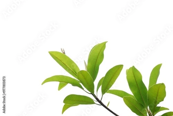Fototapeta A tropical fruit tree with leaves and branches on white isolated background for green foliage backdrop 