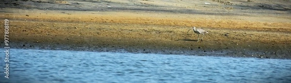 Fototapeta Eurasian Curlew is spotted from Vallikkunnu . It's scientific name- Numenium arquata. migratory shorebird, a distinctive curved bill. breeds in Asia, Europe and arctic regions. 