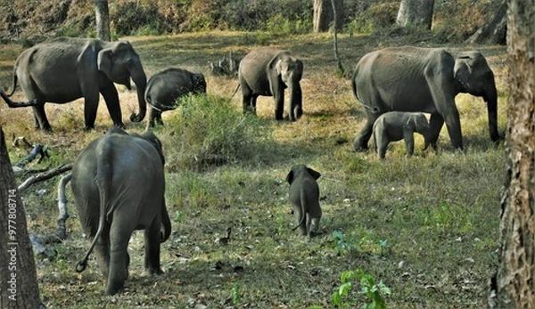Fototapeta Grouping of a herd of Elephants, Tamilnadu, Muthumalai tiger reserve, india