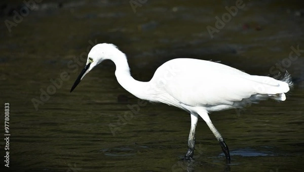Fototapeta Little Egret, a species of small heron, family name Ardeidae, White bird with slender black beak, legs long in black, 