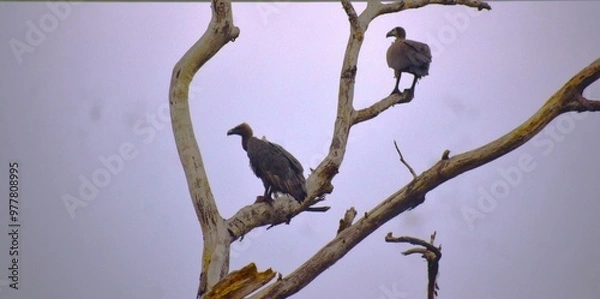 Fototapeta Indian vultures sitting on a tree looking for bodies