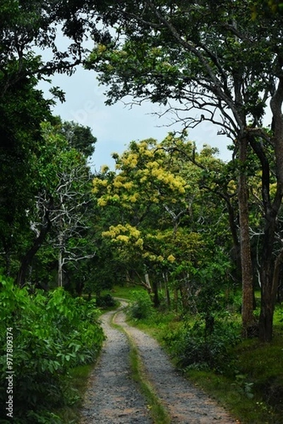 Fototapeta The woods are lovely, miles to go, wilderness, calm and quite forest path, greenery, Muthumalai tiger reserve, Tamilnadu, India
