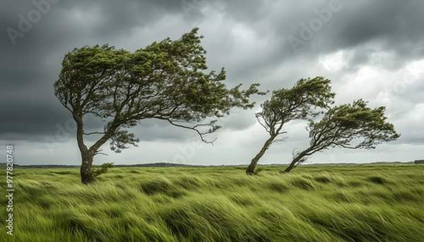 Obraz An open grassy field with wind blown trees on a cloudy day