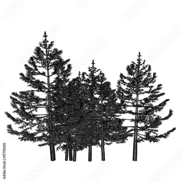 Obraz Pine