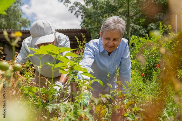 Obraz Two people are working in a garden. One is wearing a hat and the other is wearing a blue shirt