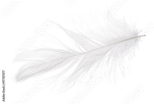 Fototapeta gray small isolated light feather