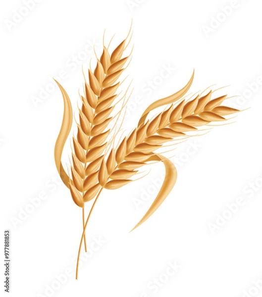 Fototapeta Realistic ears of wheat isolated white background, vector realistic, autumn illustration