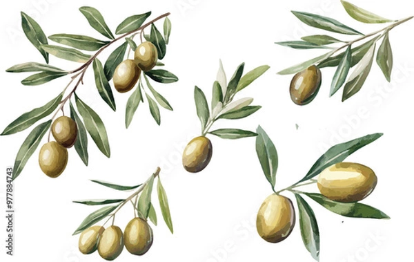 Fototapeta Green olives with leaves isolated on a white background, vector illustration set