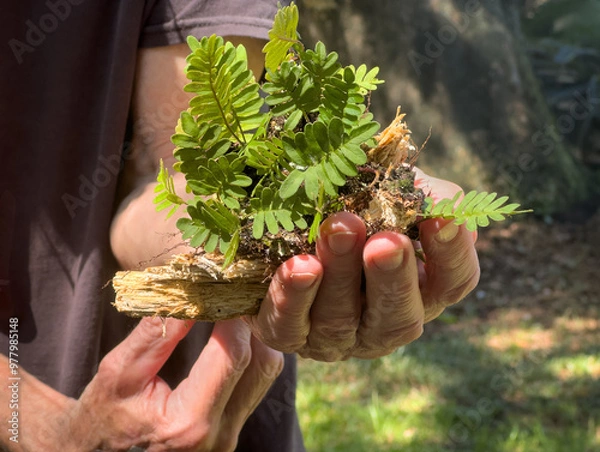 Fototapeta Resurrection Fern in Man's Hand Closeup