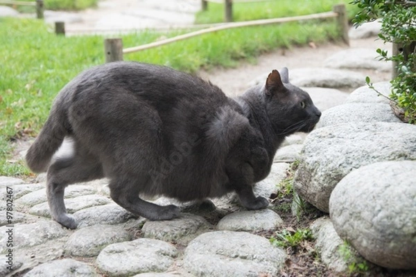 Obraz Beautiful black cat outdoor