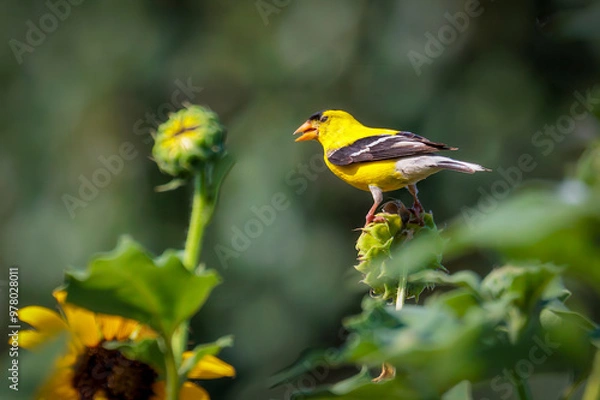 Obraz Male Goldfinch (Spinus tristis) in breeding plumage in a garden