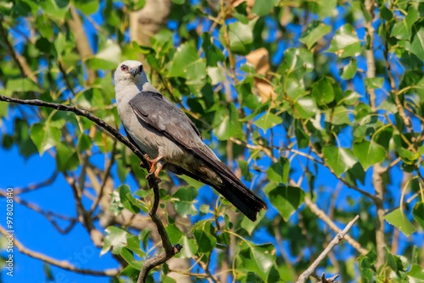 Obraz Mississippi Kite ( Ictinia mississippiensis) perched in a tree in Edmond, OK, USA