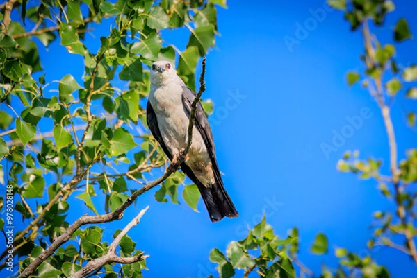 Obraz Mississippi Kite ( Ictinia mississippiensis) perched in a tree in Edmond, OK, USA