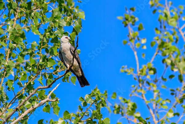 Obraz Mississippi Kite ( Ictinia mississippiensis) perched in a tree in Edmond, OK, USA