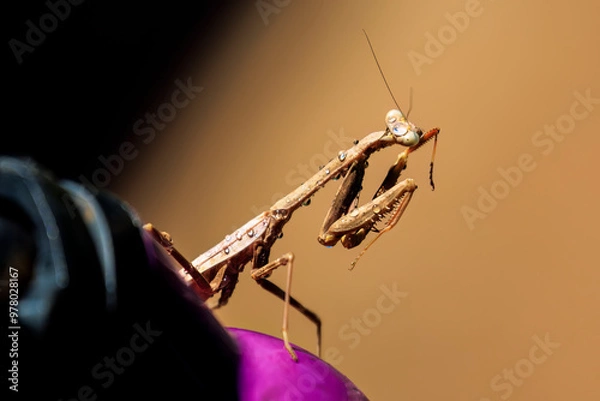 Obraz Praying Mantis (Mantodea) in a Backyard Garden