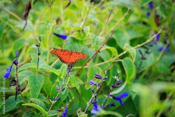 Obraz Gulf Fritillary (Dione vanillae) butterfly at Will rogers Park in Oklahoma City, OK, USA