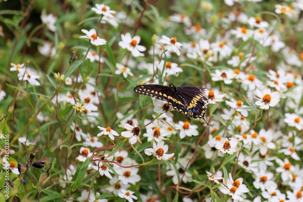 Obraz Male Black Swallowtail (Papilio polyxenes) in OKC's Will Rogers Park.