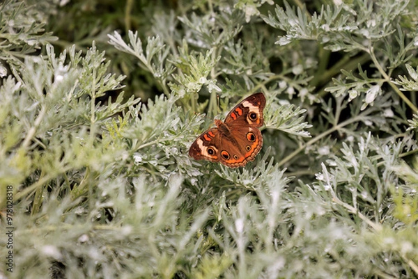 Obraz Common Buckeye ( Junonia coenia) in Oklahoma City's Will Rogers Park