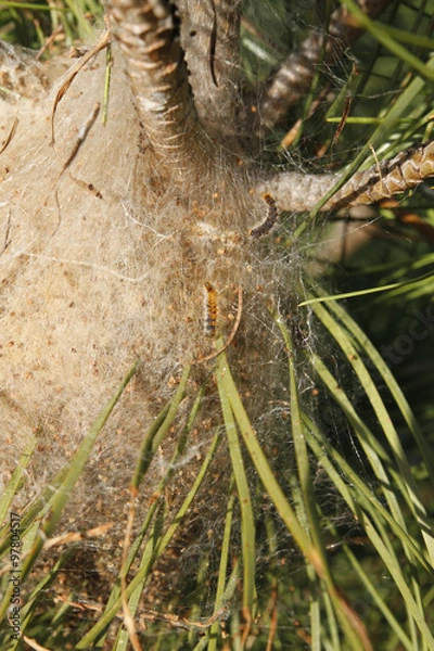 Obraz nid de chenilles processionnaires du pin
