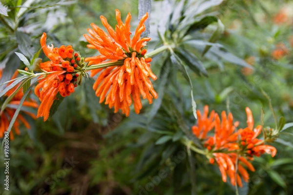 Obraz Leonotis leonurus