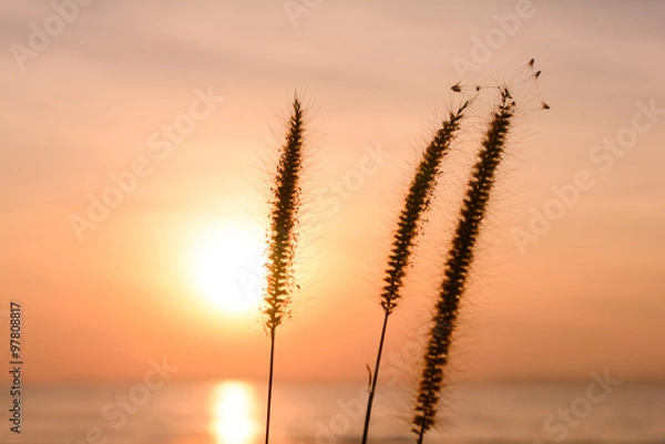 Fototapeta sunset/grass flower blur with sunset background.