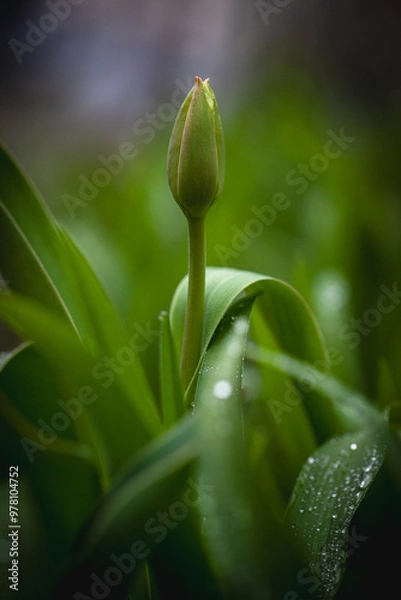 Obraz Sweet tulip bud 6810