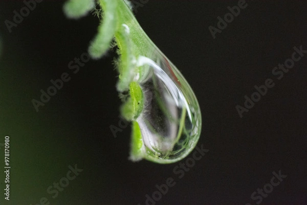Fototapeta drop on a leaf