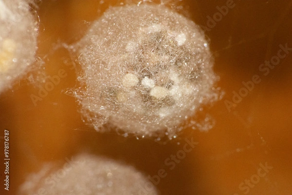 Fototapeta close up of arachnid egg
