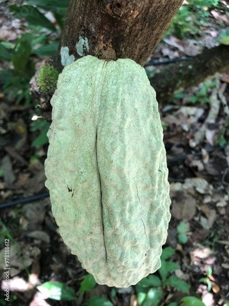 Obraz Venezuela porcelana ancestral Criollo cocoa bean in Paria Peninsula, Venezuelan cocoa has been recognized in many countries, as the best cocoa origin in the world