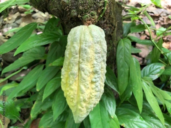 Obraz Venezuela porcelana ancestral Criollo cocoa bean in Paria Peninsula, with unique notes sweetness of malt, nuts and pekans.