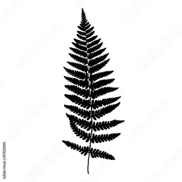 Obraz Fern frond black silhouette. Vector illustration. Forest concept.