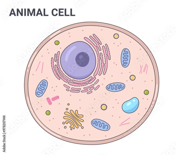 Fototapeta Vector illustration of the Animal cell anatomy structure. Educational infographic	
