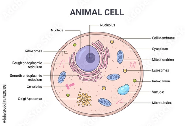 Fototapeta Vector illustration of the Animal cell anatomy structure. Educational infographic	
