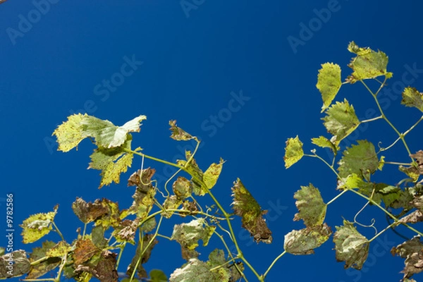 Fototapeta Wild grape leaf.