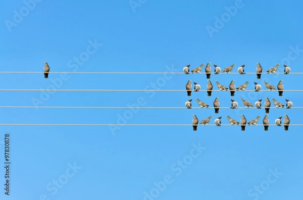 Obraz Individuality concept, birds on a wire 