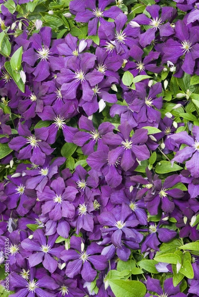 Obraz purple clematis