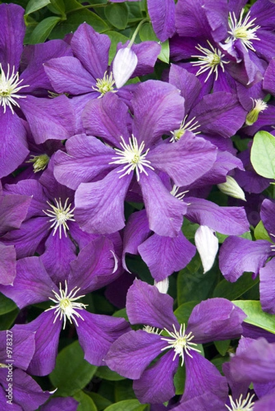 Obraz purple clematis