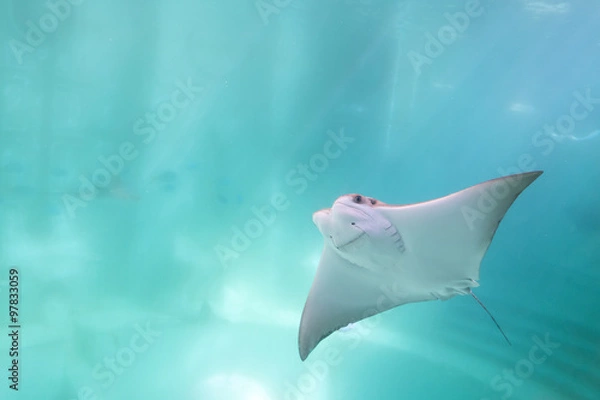 Fototapeta płaszczka