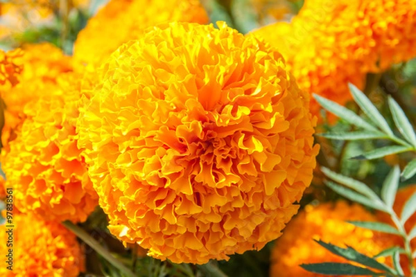 Obraz Marigold