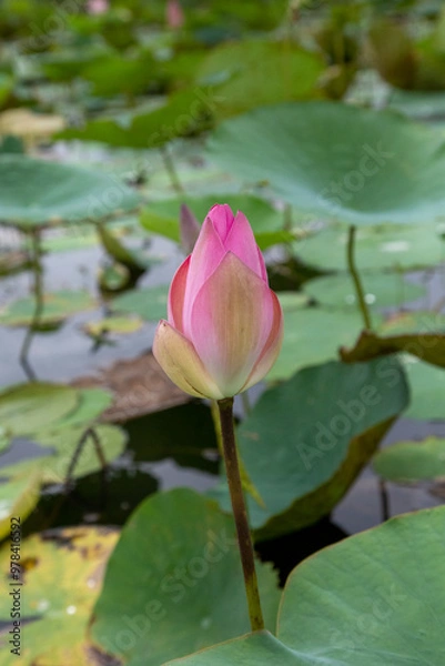 Obraz Lotus flower