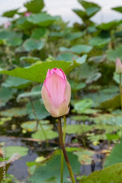 Obraz pink lotus flower