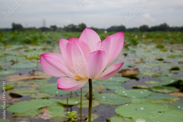 Obraz Lotus flower