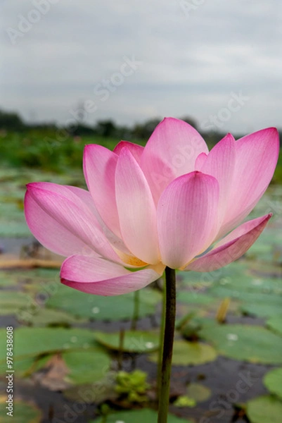 Obraz pink lotus flower